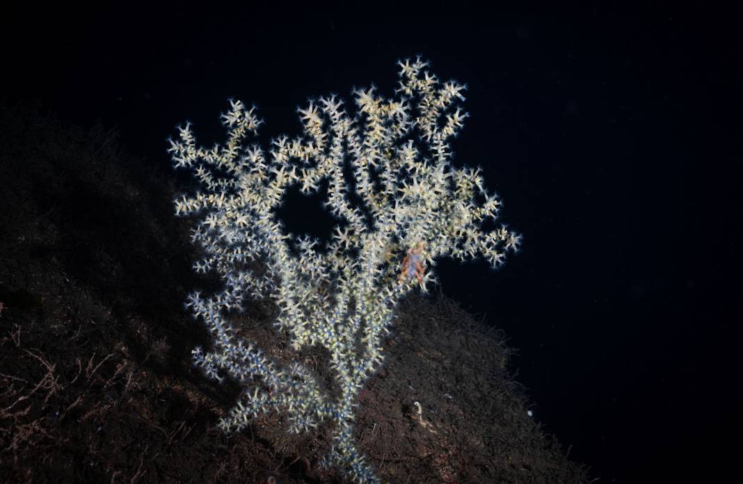 Adaların su altı dünyası Taş Mektep’te sanatseverlerle buluştu 3